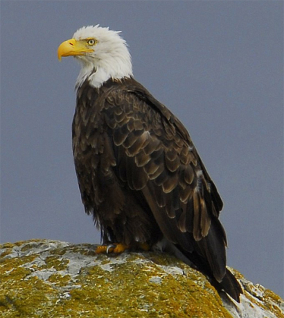 bald-eagle.jpg
