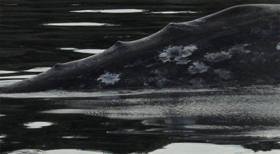 gray-whale-spinal.jpg