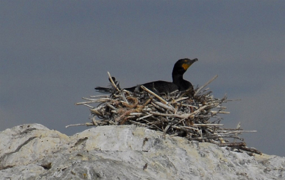 nesting-cormorant.jpg