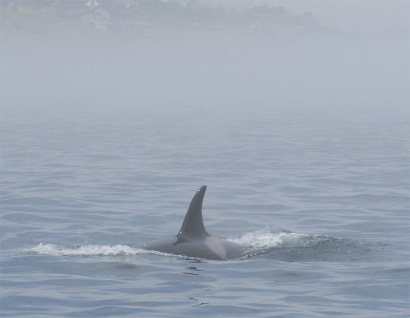 orca-fog.jpg