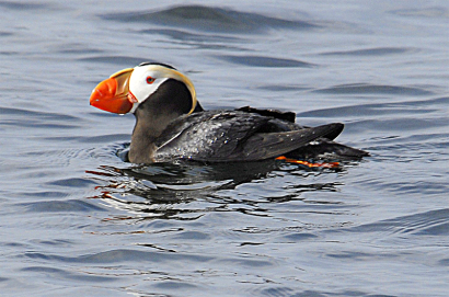 tufted-puffin-2.jpg